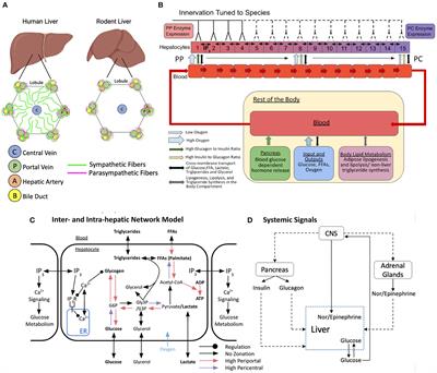 A Spatial Model of Hepatic Calcium Signaling and Glucose Metabolism Under Autonomic Control Reveals Functional Consequences of Varying Liver Innervation Patterns Across Species